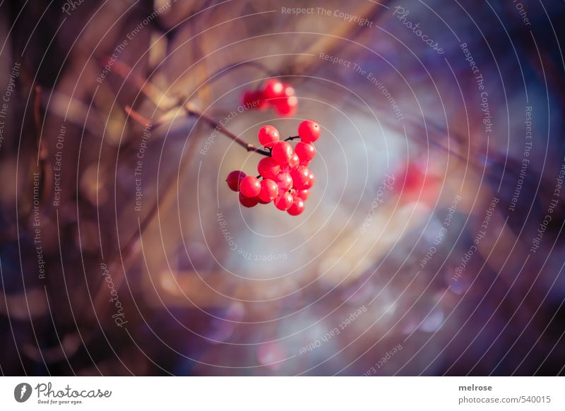 Farbtupfer Natur Sonnenlicht Herbst Pflanze Sträucher Wildpflanze Beeren Beerensträucher Wald leuchten glänzend positiv Stadt blau braun gold violett rot