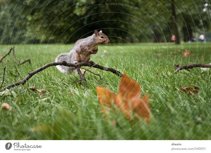 Nuts? Umwelt Natur Pflanze Tier Baum Gras Blatt Ast Park Wiese London England Großbritannien Wildtier Eichhörnchen Nagetiere 1 hocken Blick sitzen kuschlig