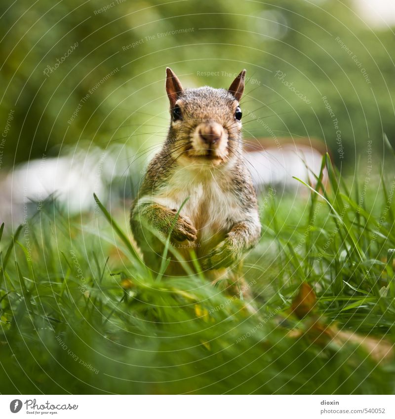 Hyde Park Bekanntschaft Umwelt Natur Baum Gras Wiese Tier Wildtier Tiergesicht Fell Krallen Eichhörnchen Nagetiere 1 hocken Blick kuschlig klein natürlich