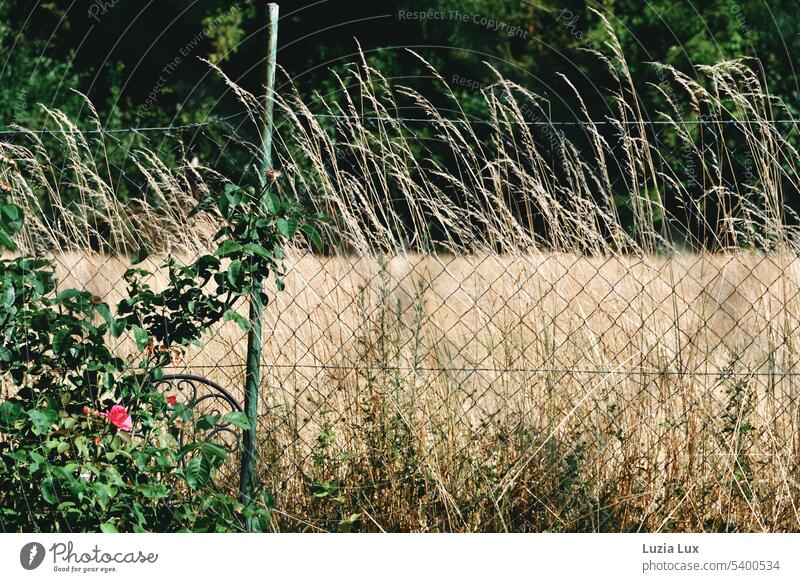 Gartenzaun, Stuhllehne und eine einzelne Rosenblüten, dahinter ein sommerliches Getreidefeld und grüne Hecken Maschendrahtzaun Zaun Sommer Aussitz rosa pink