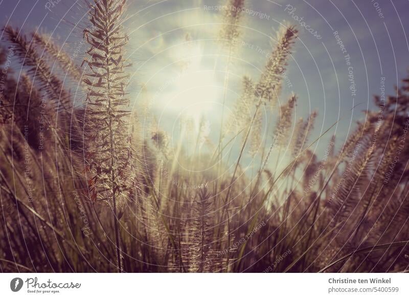 Spätsommer Gräser Gegenlicht Sonnenstrahlen Sonnenlicht trockene Gräser Natur Sommer Pflanze Licht Wiese Schönes Wetter natürlich Schwache Tiefenschärfe schön