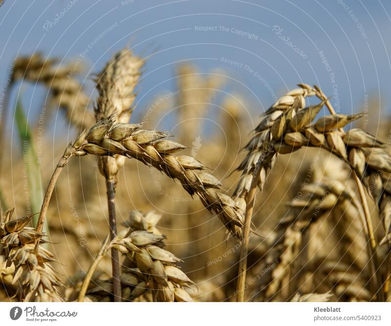 Reifes Korn - Nahaufnahme reif Essen Hunger weltweit Lebensmittel Ernährung Appetit & Hunger Detailaufnahme blauer Himmel textfreiraum Ernte Erntezeit trocken