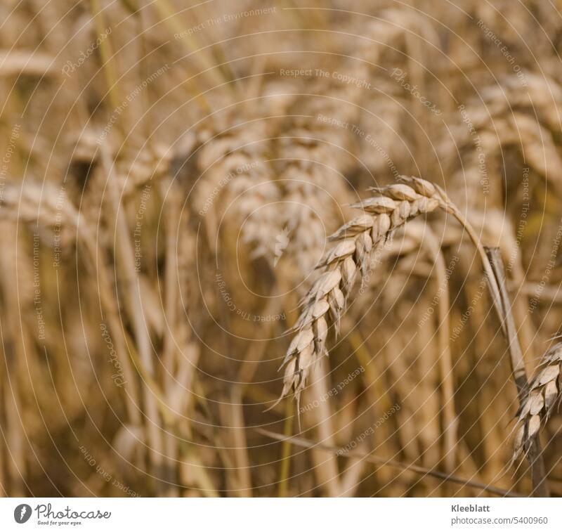 trockene Ähren - Nahaufnahme - Kornfeld Feld Landwirtschaft Getreide Ackerbau Getreidefeld Ernährung Außenaufnahme Umwelt Roggen Weizen Gerste Hafer ökologisch