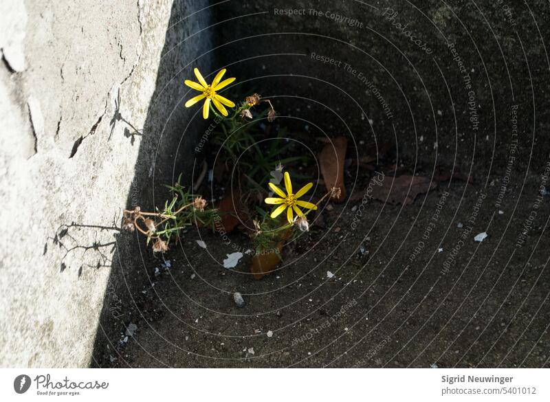 Neben einer beleuchteten Wand sprießen aus dem unbeleuchteten Dunkel zwei geöffnete Blüten der Sonne entgegen, während die verdorrten Blüten ins Dunkel zurückzukehren scheinen. Leben und Tod, Hell und Dunkel sind eins im anderen miteinander verbunden.