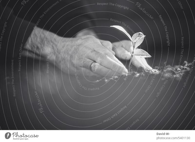 eine Pflanze in die Erde pflanzen Pflanzen Setzling Hände einbuddeln eingraben Gartenarbeit Gärtner Umwelt Wachstum Natur Zukunft