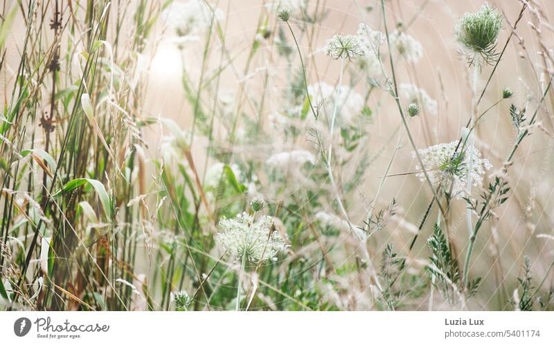 Wilde Möhre, Grashalme und viel Licht Blütendolde Unkraut wuchern wuchernd Wiese Stängel Stengel Sonnenlicht wild Natur Sommer Wildpflanze zart sommerlich