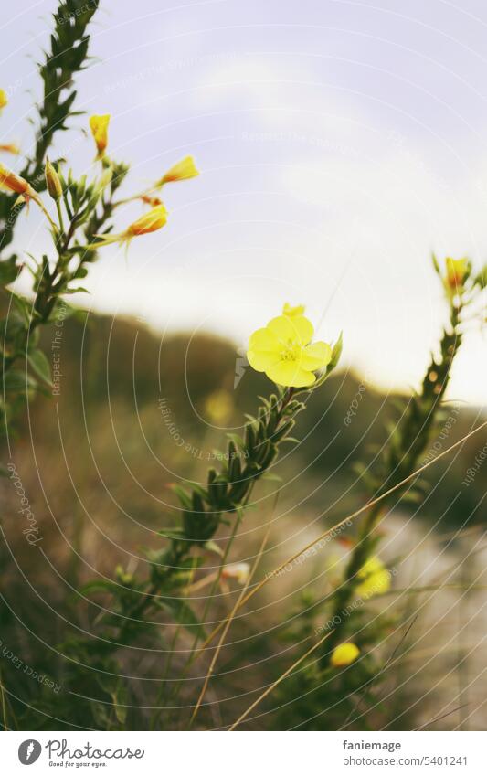 Nachtkerze in der Düne Blüten pflanze Fahne Natur niederlande Strang gelb Blühend holländisch Cadzand