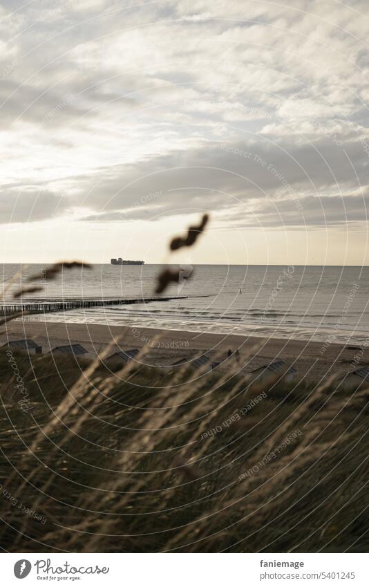 Dünenpanorama Schiff Schilf Nordsee Seegras Wind schwarz gold Dunkle Farben windig Meer Strang Cadzand niederlande holländisch kalt Schifffahrt Natur