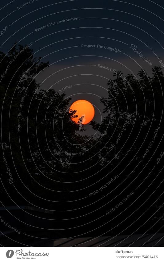 roter Sonnenball hinter Bäumen Sonnenaufgang Morgen Morgendämmerung Himmel Natur Sonnenlicht Schönes Wetter Umwelt Gegenlicht Lichterscheinung Silhouette