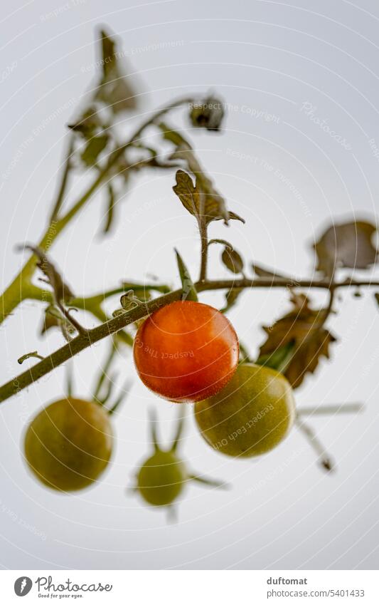 Rote Cocktail Tomate am Strauch Gemüse Strauchtomate Ernährung rot Pflanze Vegetarische Ernährung Garten Gartenbau Gartenpflanzen frisch grün Lebensmittel