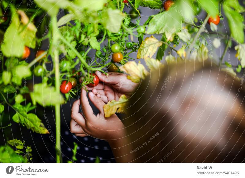 Kind bei der Tomatenernte Ernte Kindererziehung nachhaltig gesund Lebensmittel selbstversorger Garten Gemüse bio lecker Bioprodukte Ernährung