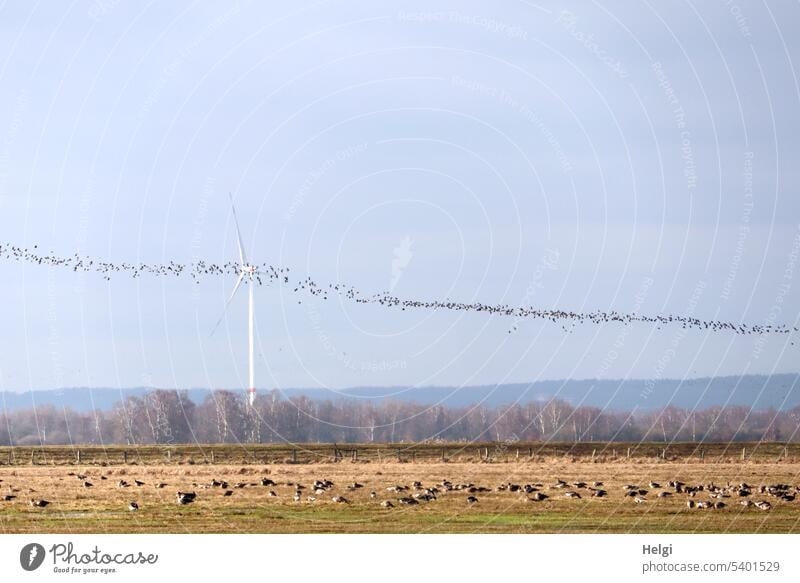 Wiese mit vielen Wildgänsen, im Hintergrund ein Windrad und am Himmel ein riesiger Schwarm von Kiebitzen Landschaft Natur Moorwiese Ochsenmoor Gänse Bäume