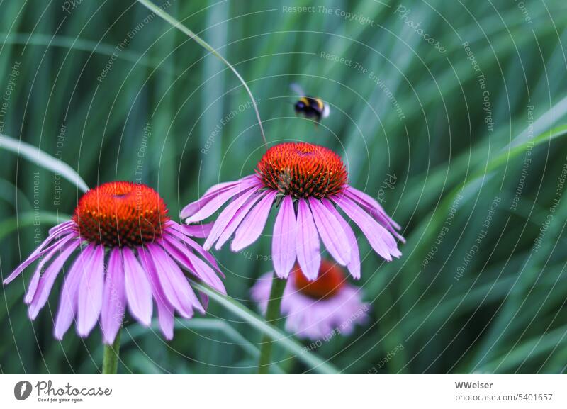 Der Purpur-Sonnenhut bekommt Besuch von einem Bienchen Sommer Blume Garten Echinacea Purpurea rot warm Biene Insekt blühen sammeln fliegen offen reif Natur