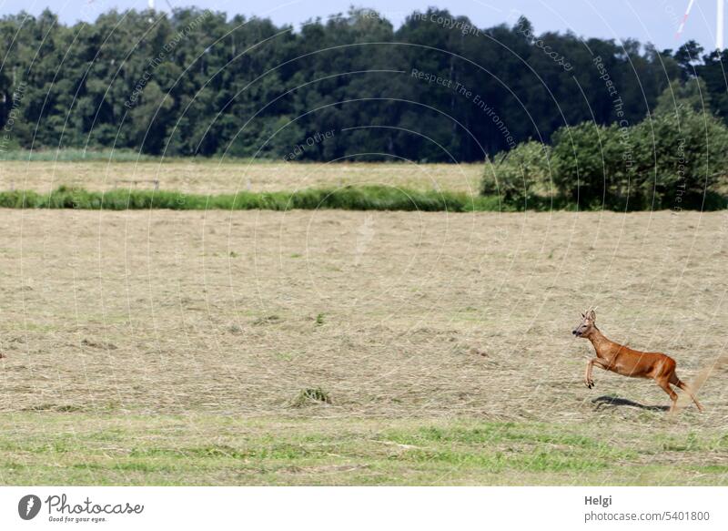 Junger Rehbock springt über eine gemähte Wiese Jungtier springen Gras Heu Baum Strauch Bewegung Natur Umwelt Wildtier Tier Außenaufnahme Menschenleer Farbfoto