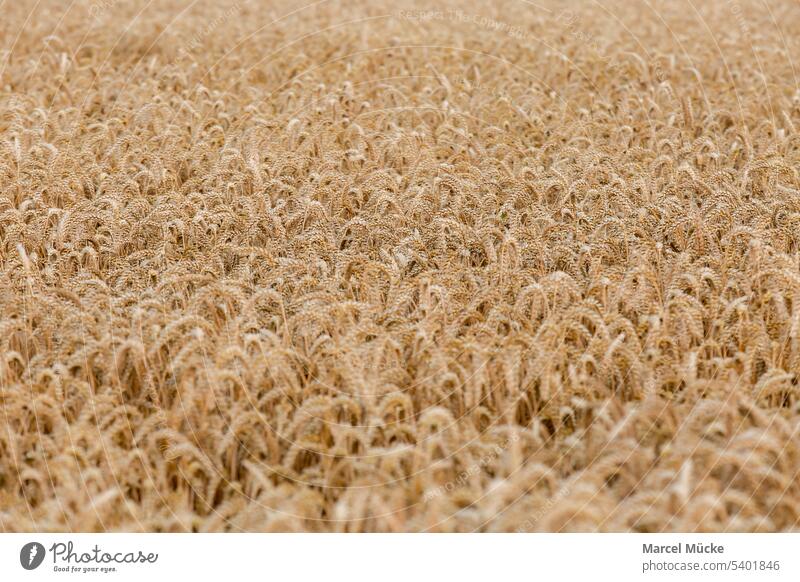 Weizenfelder in der Abendsonne Weizenhalme Triticum aestivum Getreide Ernte Erntezeit Golden Sommer Nahrungsmittel Nachhaltigkeit Wachstum Landwirt Natur