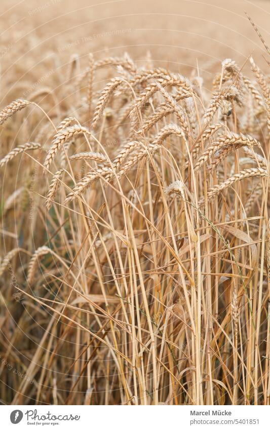 Weizenfelder in der Abendsonne Weizenhalme Triticum aestivum Getreide Ernte Erntezeit Golden Sommer Nahrungsmittel Nachhaltigkeit Wachstum Landwirt Natur