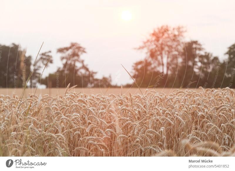 Weizenfelder in der Abendsonne Weizenhalme Triticum aestivum Getreide Ernte Erntezeit Golden Sommer Nahrungsmittel Nachhaltigkeit Wachstum Landwirt Natur