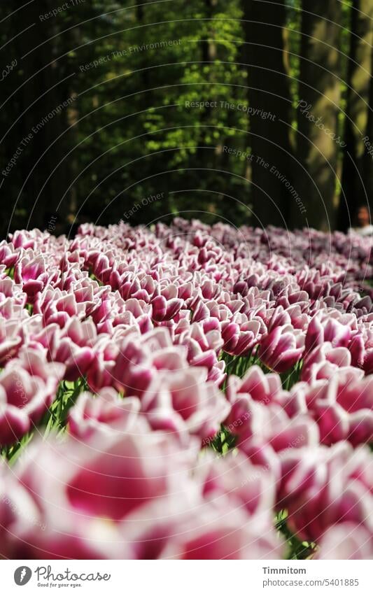 Die Blumen tanken Sonne Blüten Tulpen Frühling Blühend schärfeverlauf Bäume grün Sonnenlicht Menschenleer Farbfoto