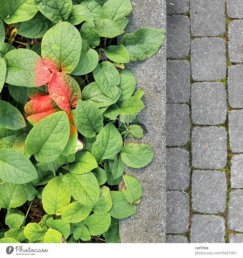 Laune der Natur | Farbspray macht SCHLECHTE Laune Blätter Farbe Sprühfarbe Markierung Grün Rot Beet Pflaster Beton Grau Stadt Begrünung Muster Kontrast