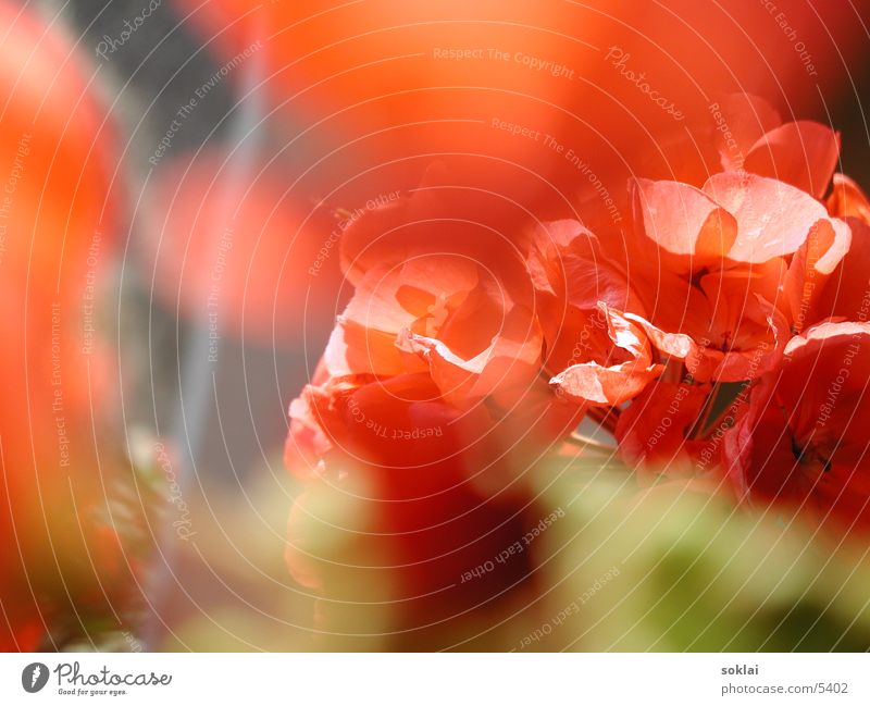 Geranien Blume Pelargonie rosa grün Natur