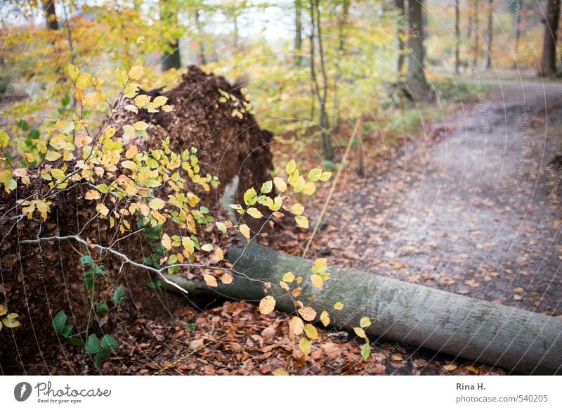 Christian Herbst Klima Klimawandel Wetter Sturm Baum Wald Wege & Pfade fallen Umwelt Zerstörung umgefallen Orkan entwurzelt Buche Blatt Farbfoto Außenaufnahme