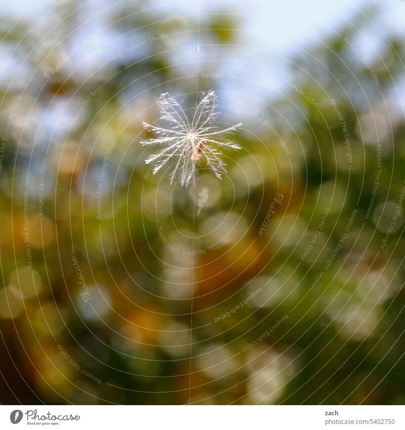 am seidenen Faden Pusteblume pusteblumen Löwenzahn Pflanze Natur Nahaufnahme Samen Schwache Tiefenschärfe leicht Detailaufnahme filigran