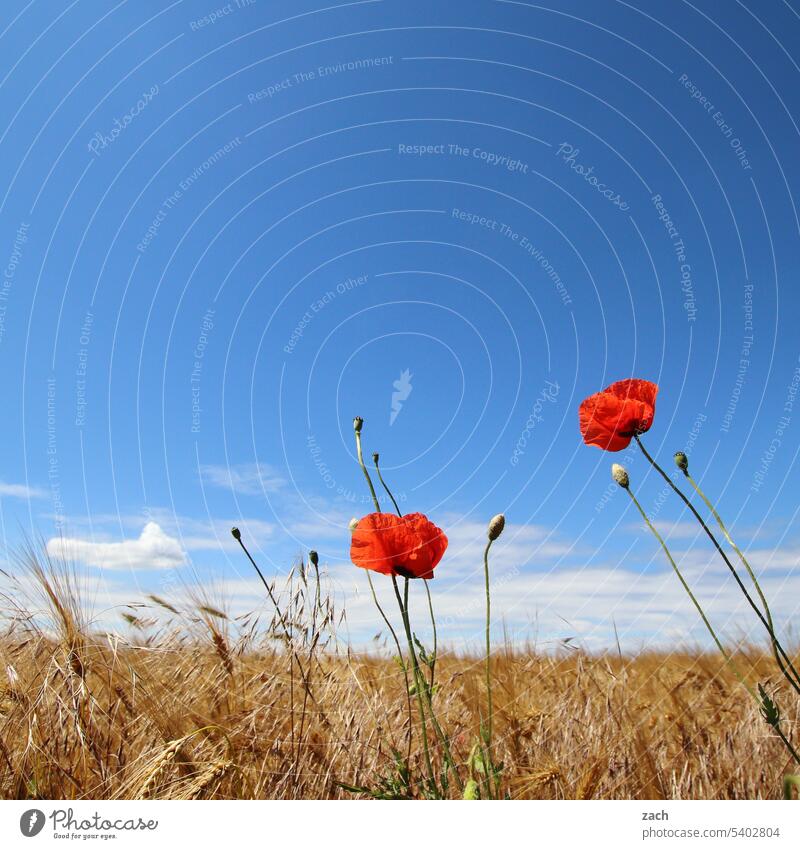 Mohntag Mohnblüte Feld Klatschmohn Blume Natur Blüte Weizenfeld Getreidefeld Kornfeld Gerste Gerstenfeld Landwirtschaft Himmel blau