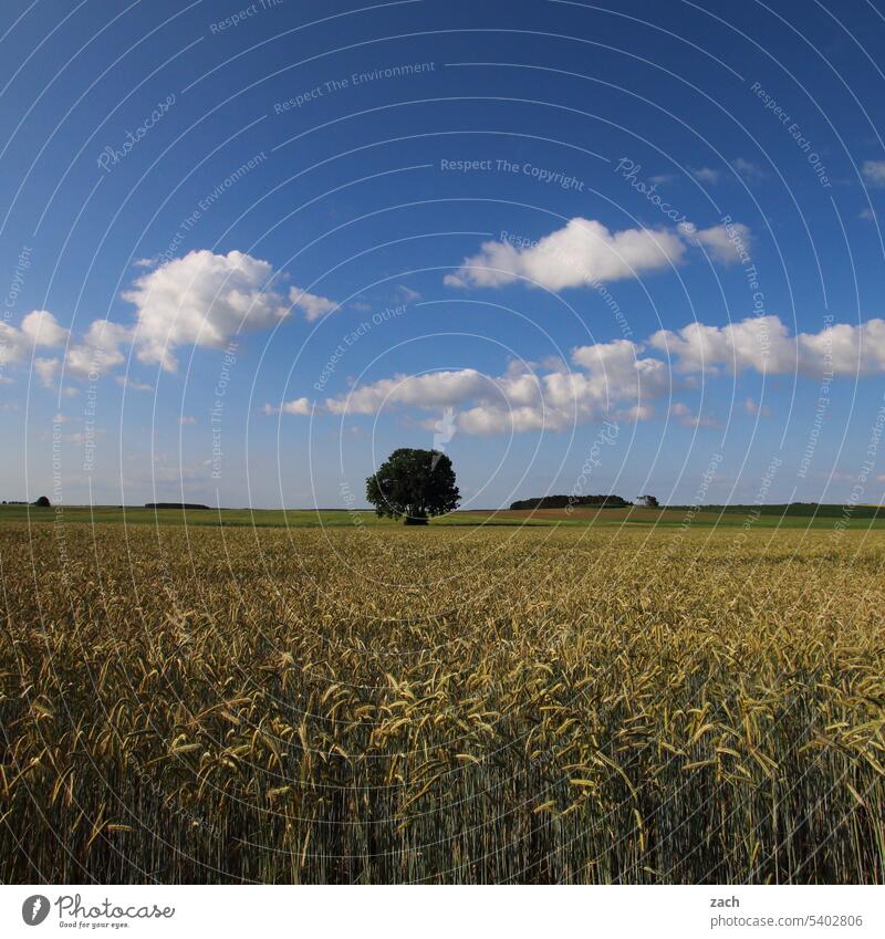 Feldstudie Getreide Korn Himmel Sommer Kornfeld Getreidefeld Ähren Ackerbau Nutzpflanze Landwirtschaft Weizen Natur Baum Wolken Schönes Wetter Brandenburg