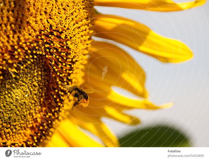 Eine dicke Hummel fliegt an der Blüte einer Sonnenblume entlang und sucht die leckersten Pollen aus. Ich habe die kleine Hummel eine Weile beobachtet. Sie war ganz schön wählerisch.