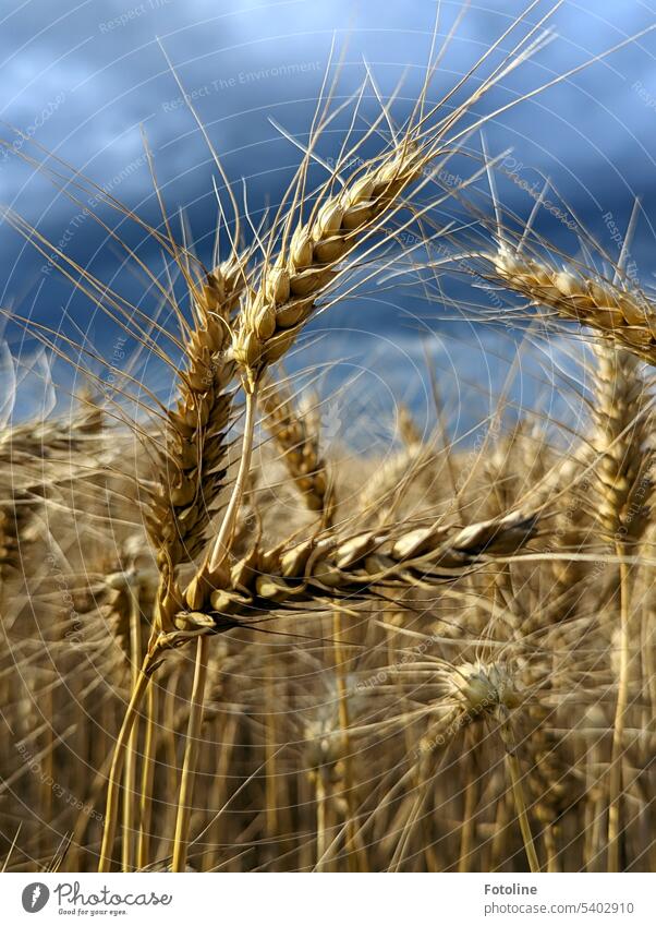 Vor einem bedrohlich dunklen Himmel recken sich reife Ähren in die Höhe. Korn Feld Getreide Sommer Landwirtschaft Kornfeld Nutzpflanze Getreidefeld Ernährung