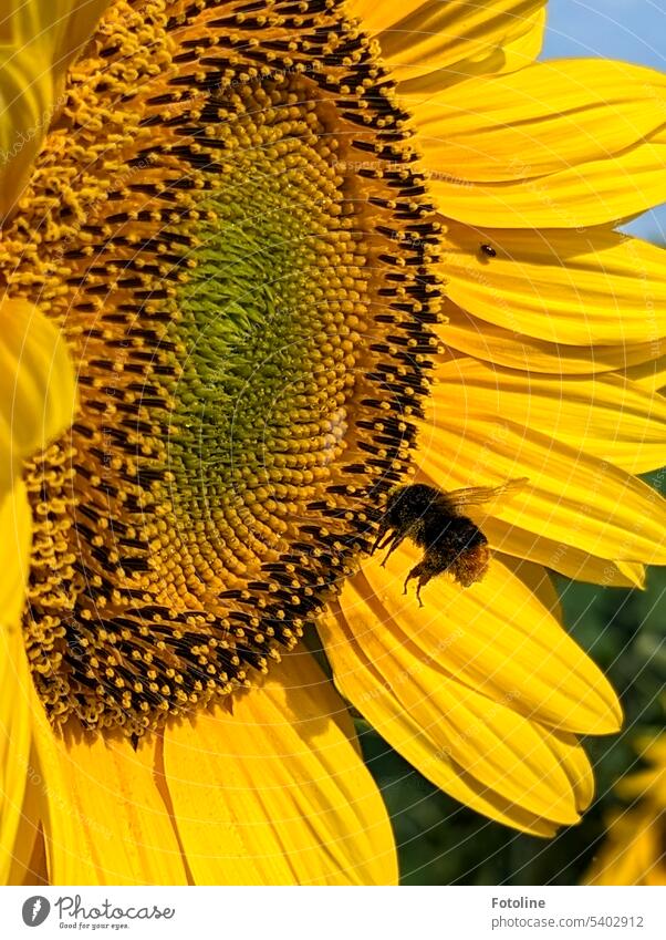 Eine dicke Hummel befindet sich im Landeanflug. Das Fahrwerk ist ausgefahren und die leuchtend gelbe Sonnenblume ist die Landebahn. Sommer Natur Blume Pflanze