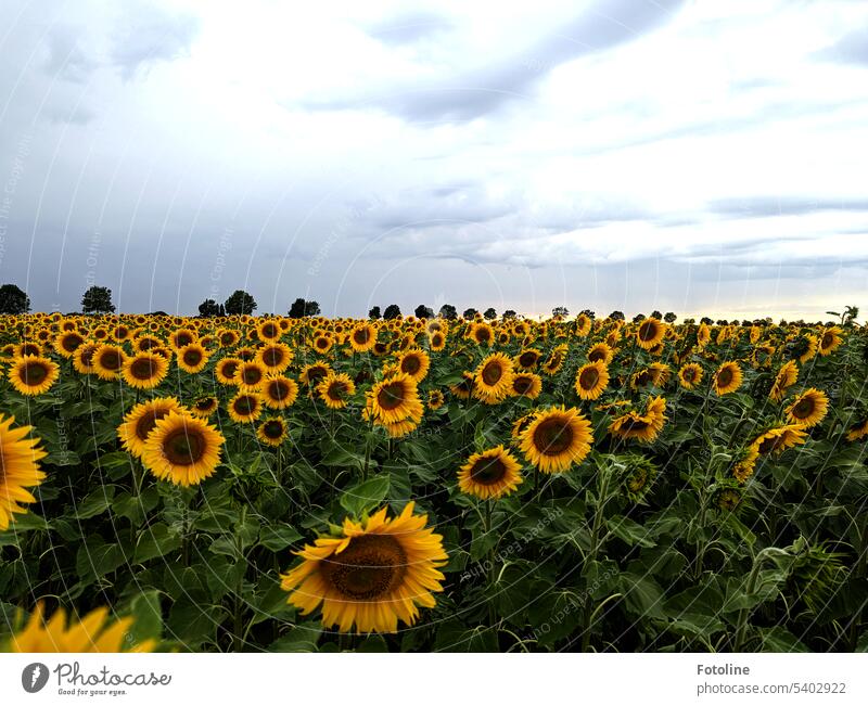 Einige Sonnenblumen haben schon so schwere Blüten, dass sie schon die Köpfe hängen lassen. Die Bäume in der Ferne sehen so winzig gegenüber den Sonnenblumen aus und am Himmel ziehen dunkle Wolken auf.