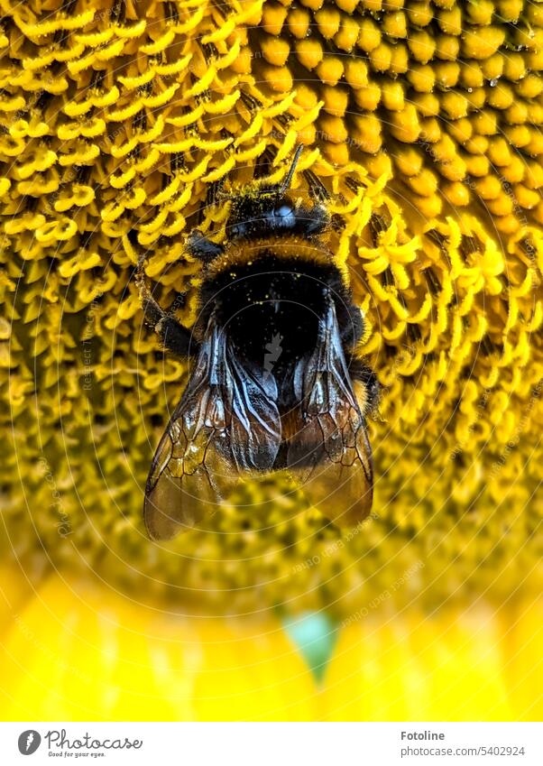 Die kleine dicke Hummel wühlt sich durch leckeren Pollensalat. Gelb, staubig und puderig. Hmmmm ist das lecker. Blume Insekt Sommer Blüte Pflanze Tier