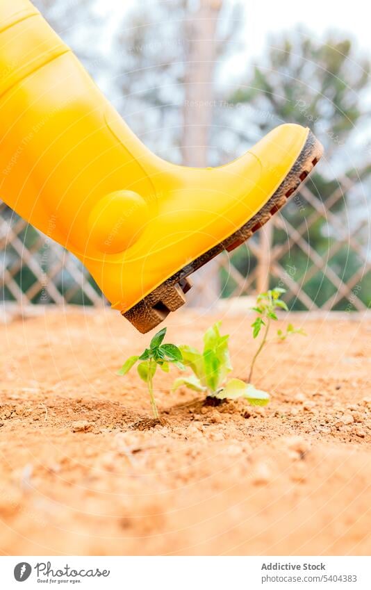 Gärtnerin mit Stiefel über zarter Pflanze im Garten Person Angebot Schritt Boden Natur Sand Bein Gummi gelb Schuhe Park Harmonie Botanik Windstille Flora