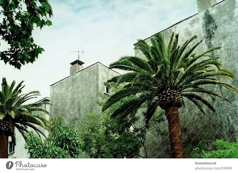 Tristesse Exotique Palme Haus Wohnhochhaus Baum Hinterhof Antenne Wolken grün grau südländisch trist Trauer frisch Physik Einsamkeit Blatt Rückseite Plattenbau