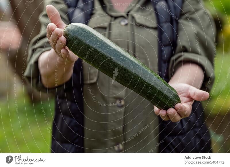 Erntehelfer zeigt frische Zucchini auf dem Bauernhof Frau Landwirt Ackerbau Arbeit zeigen manifestieren Gärtner Gemüse reif Garten kultivieren lässig