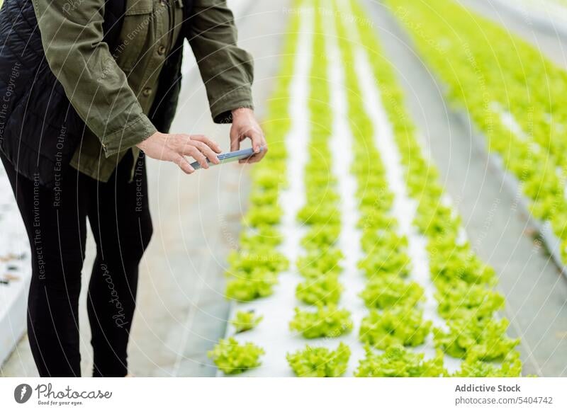 Landwirt beim Fotografieren von Setzlingen im Garten Gärtner Smartphone Funktelefon fotografieren benutzend sprießen Aussaat Gewächshaus Ackerbau Salat