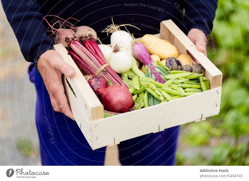 Unbekannter Gärtner mit Gemüsecontainer im Gewächshaus Mann Landwirt Ackerbau Ernte Kasten führen männlich kultivieren Garten Zwiebel Bauernhof natürlich