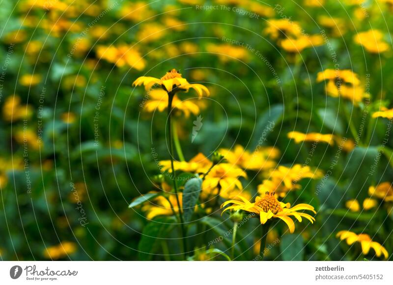 Ringelblumen im Nachbargarten blühen blüte erholung ferien kleingarten kleingartenkolonie knospe menschenleer nachbarschaft natur pflanze ruhe saison