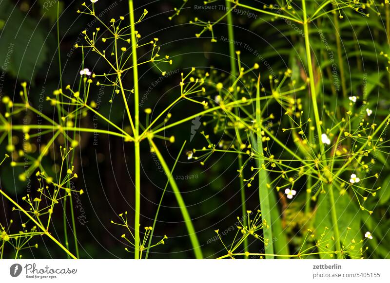 Dschungel again blühen blüte erholung ferien garten hecke kleingarten kleingartenkolonie knospe menschenleer nachbarschaft natur pflanze ruhe saison