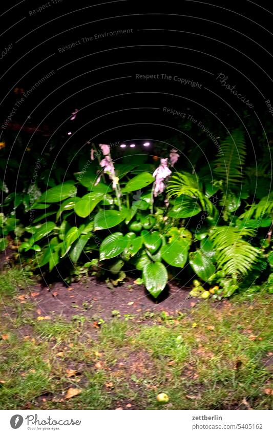 Testblitz im hinteren Teil des Gärtchens ast baum erholung ferien garten hecke kleingarten kleingartenkolonie menschenleer nachbarschaft natur pflanze ruhe