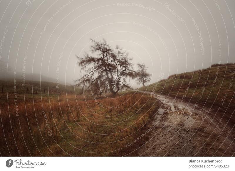 Regnerisch-nebeliges Landschaftsfoto mit grauem Himmel und einem Weg der zu einem Baum führt. Nebel Nebelschleier Nebelstimmung Regen landschaftsfotografie