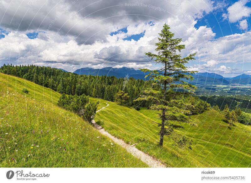 Blick vom Hohen Kranzberg auf das Estergebirge bei Mittenwald Alpen Gebirge Karwendel Krottenkopfgebirge Bayern Berg Hoher Kranzberg Landschaft Natur