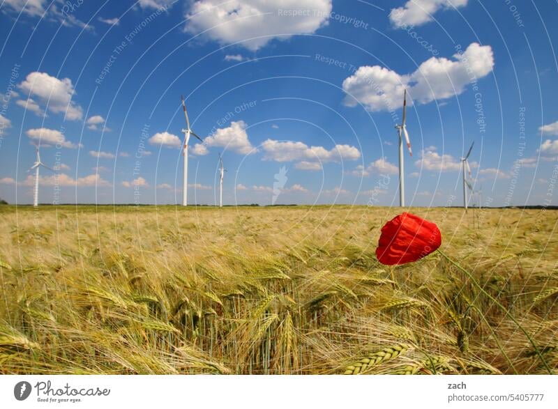 Mohntag Mohnblüte Blume Pflanze Sommer Blüte rot Klatschmohn Feld Getreide Getreidefeld Windrad windräder Windkraftanlage Energie Energiewirtschaft