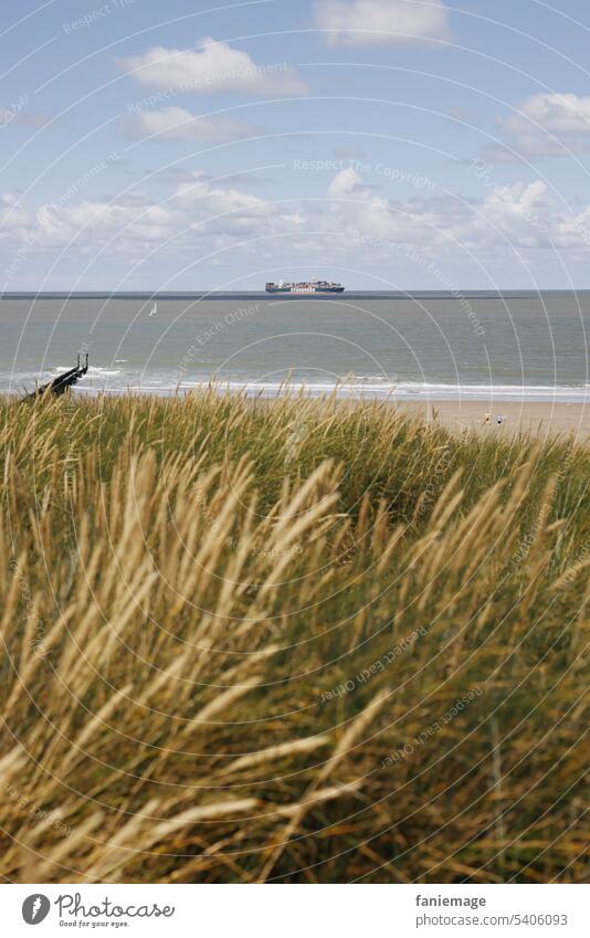 Dünenlandschaft und Strand vor Containerschiff an holländischer Küste in der Nähe von Cadzand niederlande Strang Landschaft Gras Schilf Dünengras Natur Meer