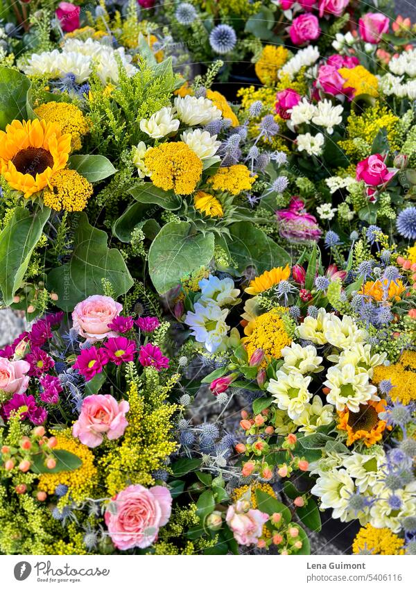 Blumen Blüte Blühend Garten Außenaufnahme natürlich Natur Bunt Sommer Menschenleer grün