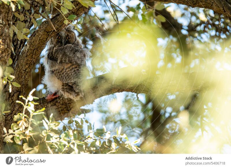 Konzentrierte Eule auf Ast Waldohreule Sitzen Vogel braun Natur Tier Schnabel wild Tierwelt schön Raubtier Feder Haustier Zoo lustig niedlich wenig domestiziert