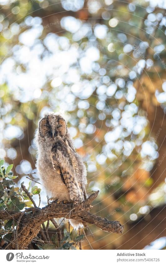 Konzentrierte Eule auf Ast Waldohreule Sitzen Vogel braun Natur Tier Schnabel wild Tierwelt schön Raubtier Feder Haustier Zoo lustig niedlich wenig domestiziert