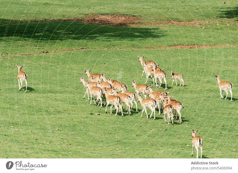 Hirsche beim Grasen Rogen Tier Natur Feld Fauna Schlucht wild Säugetier Hirschkuh Tierwelt wach jung brachliegend Fell Horn Hirschkalb bezaubernd Ohren Wiese