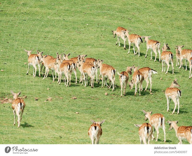 Hirsche beim Grasen Rogen Tier Natur Feld Fauna Schlucht wild Säugetier Hirschkuh Tierwelt wach jung brachliegend Fell Horn Hirschkalb bezaubernd Ohren Wiese